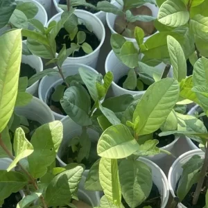 Guava Fruit Tree Live Plant 5-8 Inches Tall - Exotic Tropical Fruit - Image 3