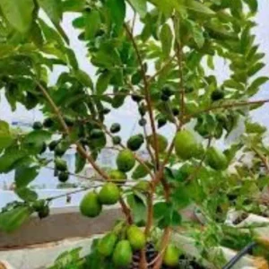 Guava Fruit Tree Live Plant 5-8 Inches Tall - Exotic Tropical Fruit - Image 6