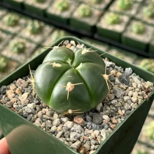Gymnocalycium Horstii Cactus Live Plant – Green Tomato Cactus in 4 Inch Pot - Image 1