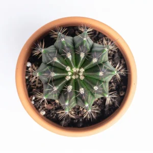 Gymnocalycium Mihanovichii Live Succulent Plant – 2.5 Inch Pot, Indoor Cactus - Image 2