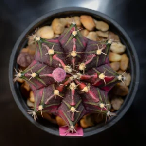 Gymnocalycium Mihanovichii Live Succulent Plant – 2.5 Inch Pot, Indoor Cactus - Image 3