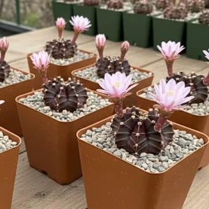 Gymnocalycium Mihanovichii Live Succulent Plant – 2.5 Inch Pot – Indoor Cactus - Image 4