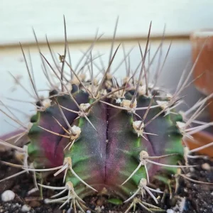 Gymnocalycium Mihanovichii Live Succulent Plant – 2.5 Inch Pot – Indoor Cactus - Image 5