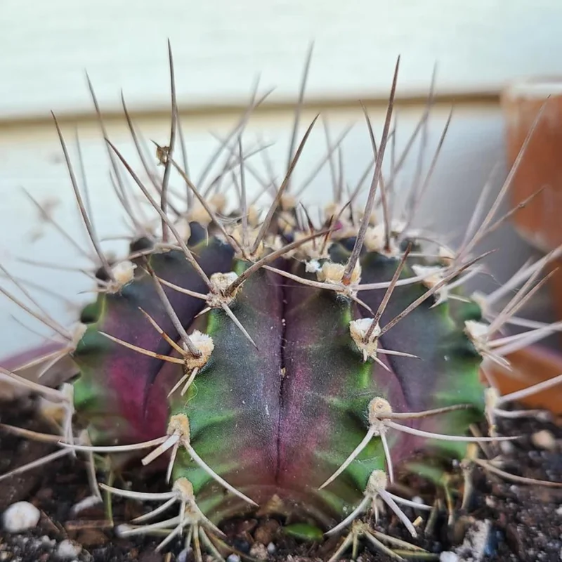 Gymnocalycium Mihanovichii Live Succulent Plant – 2.5 Inch Pot – Indoor Cactus - Image 5
