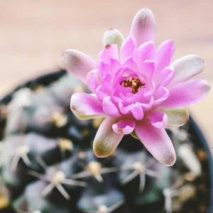 Gymnocalycium Mihanovichii Live Succulent Plant – 2.5 Inch Pot – Indoor Cactus - Image 6