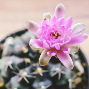 Gymnocalycium Mihanovichii Live Succulent Plant – 2.5 Inch Pot, Indoor Cactus - Image 6