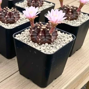 Gymnocalycium Mihanovichii Live Succulent Plant – 2.5 Inch Pot – Indoor Cactus - Image 7