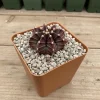Gymnocalycium Mihanovichii Live Succulent Plant – 2.5 Inch Pot, Indoor Cactus - Image 1