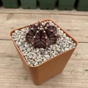 Gymnocalycium Mihanovichii Live Succulent Plant – 2.5 Inch Pot – Indoor Cactus - Image 1