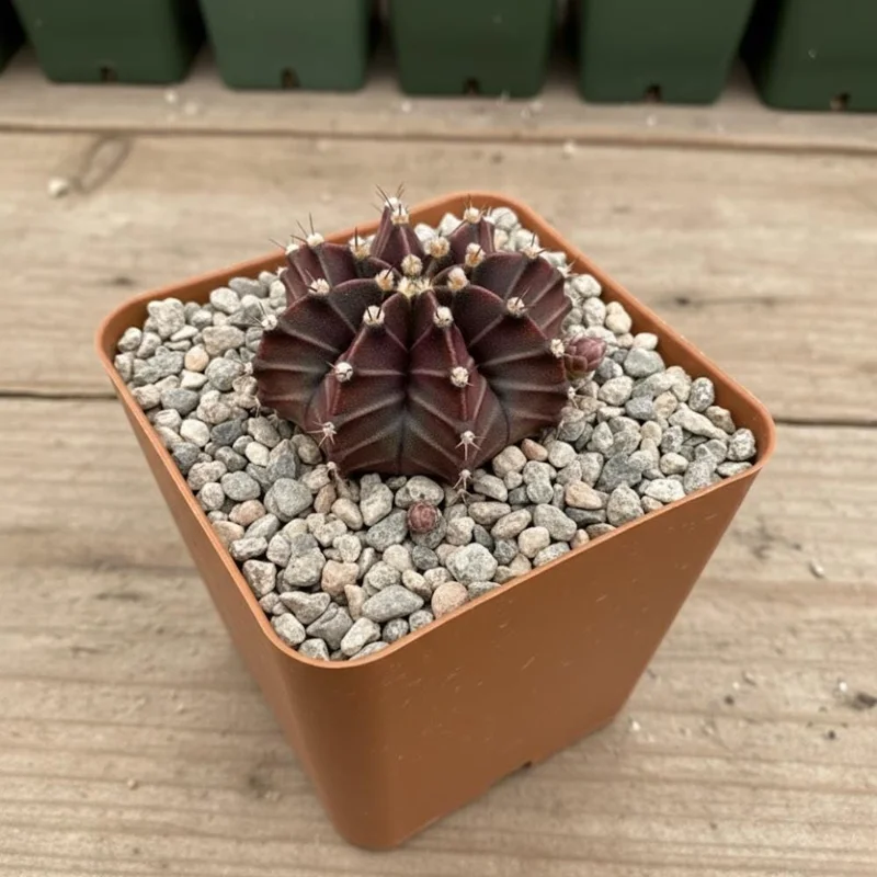 Gymnocalycium Mihanovichii Live Succulent Plant – 2.5 Inch Pot – Indoor Cactus - Image 1