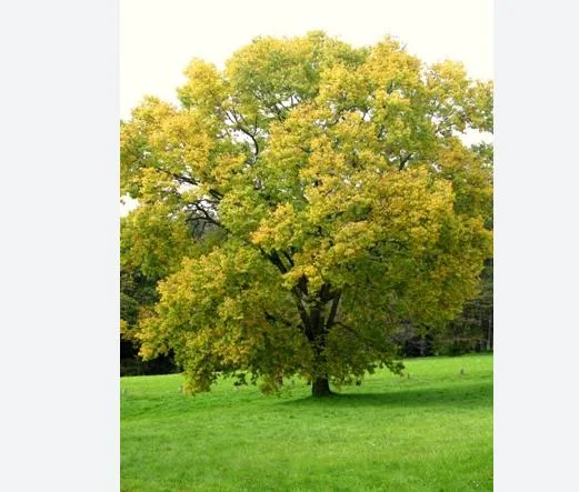 Hackberry Native Tree Seedling - 2 Bare Roots, 1-2ft Tall, Dormant - Image 2