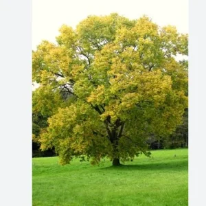 Hackberry Native Tree Seedling – 2 Bare Roots – 1-2ft Tall – Outdoor - Image 2