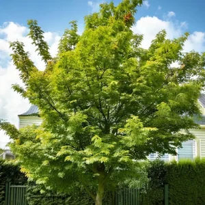 Hackberry Native Tree Seedling - 2 Bare Roots, 1-2ft Tall, Dormant - Image 3