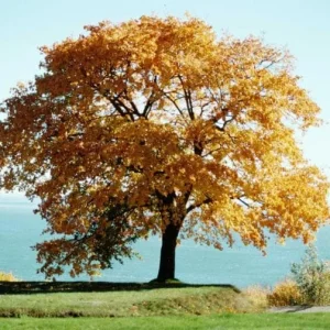 Hackberry Native Tree Seedling - 2 Bare Roots, 1-2ft Tall, Dormant - Image 4