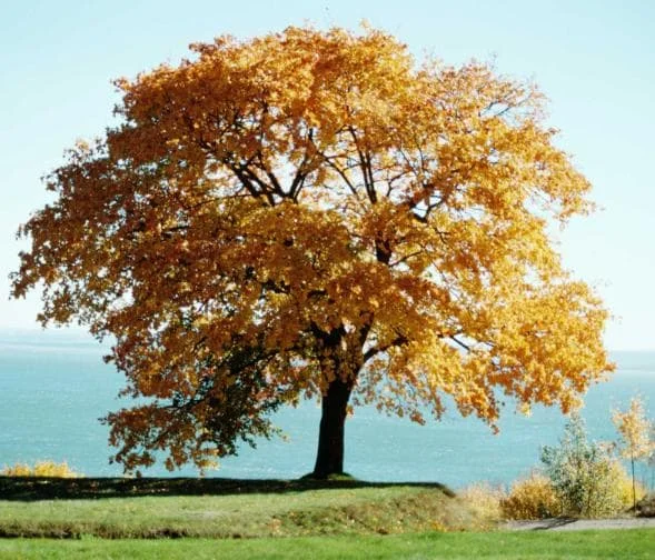 Hackberry Native Tree Seedling - 2 Bare Roots, 1-2ft Tall, Dormant - Image 4