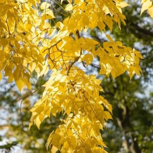 Hackberry Native Tree Seedling – 2 Bare Roots – 1-2ft Tall – Outdoor - Image 5