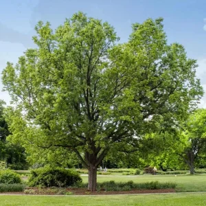 Hackberry Native Tree Seedling - 2 Bare Roots, 1-2ft Tall, Dormant - Image 1