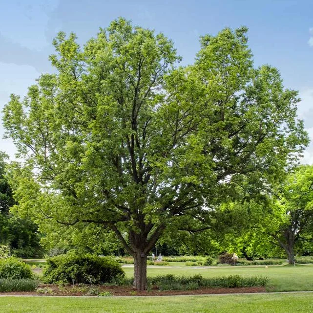 Hackberry Native Tree Seedling - 2 Bare Roots, 1-2ft Tall, Dormant - Image 1