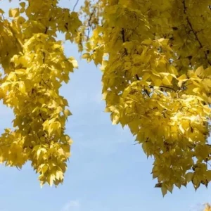 Hackberry Native Tree Seedling – 2 Bare Roots – 1-2ft Tall – Outdoor - Image 6