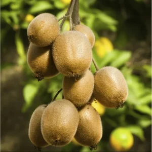 Hardy Male Kiwi Root for Planting – Dormant Bare Root Plant – 5-9 Inch Tall – Essential Pollinator - Image 2