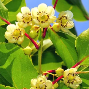 Hardy Male Kiwi Root for Planting – Dormant Bare Root Plant – 5-9 Inch Tall – Essential Pollinator - Image 4