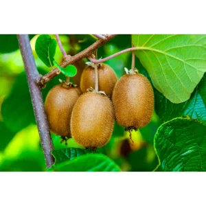 Hardy Male Kiwi Root for Planting – Dormant Bare Root Plant – 5-9 Inch Tall – Essential Pollinator - Image 5