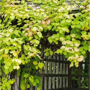 Hardy Male Kiwi Root for Planting – Dormant Bare Root Plant – 5-9 Inch Tall – Essential Pollinator - Image 6