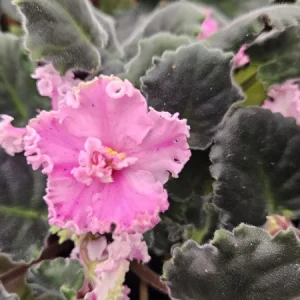 Harmony's Sparkling Money African Violet Live Plant - 4 Inch Pot - Indoor Houseplant - Image 2