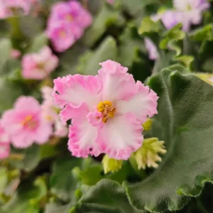 Harmony's Sparkling Money African Violet Live Plant - 4 Inch Pot - Indoor Houseplant - Image 1