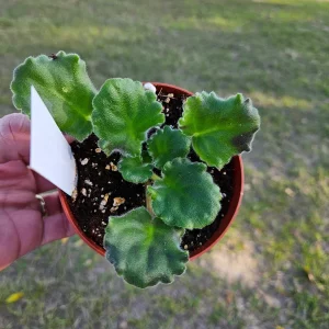 Harmony's Sparkling Money African Violet Live Plant - 4 Inch Pot - Indoor Houseplant - Image 3