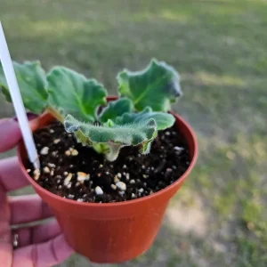 Harmony's Sparkling Money African Violet Live Plant - 4 Inch Pot - Indoor Houseplant - Image 4