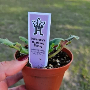 Harmony's Sparkling Money African Violet Live Plant - 4 Inch Pot - Indoor Houseplant - Image 5
