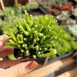 Hatiora Salicornioides 'Dancing Bones' Succulent Live Plant 2 Inch Pot Indoor Outdoor - Image 2