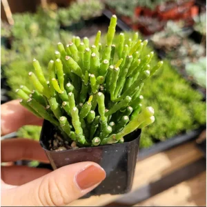Hatiora Salicornioides 'Dancing Bones' Succulent Live Plant 2 Inch Pot Indoor Outdoor - Image 3