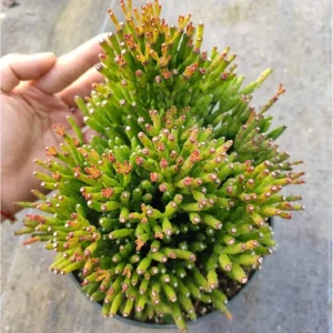 Hatiora Salicornioides 'Dancing Bones' Succulent Live Plant 2 Inch Pot Indoor Outdoor - Image 4