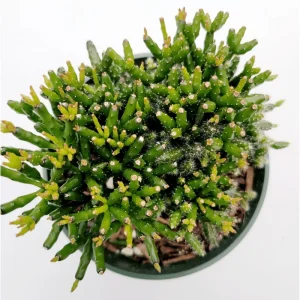 Hatiora Salicornioides 'Dancing Bones' Succulent Live Plant 2 Inch Pot Indoor Outdoor - Image 5