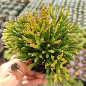 Hatiora Salicornioides 'Dancing Bones' Succulent Live Plant 2 Inch Pot Indoor Outdoor - Image 6