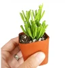 Hatiora Salicornioides 'Dancing Bones' Succulent Live Plant 2 Inch Pot Indoor Outdoor - Image 1