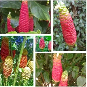 Hawaiian Awapuhi Shampoo Ginger Rhizomes - 6 Tubers - Pinecone Ginger for Hair Care - Image 1