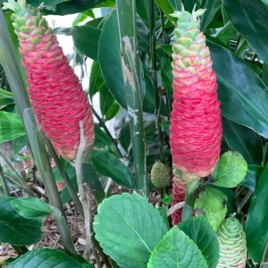 Hawaiian Awapuhi Shampoo Ginger Rhizomes - 6 Tubers - Pinecone Ginger for Hair Care - Image 5