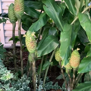 Hawaiian Awapuhi Shampoo Ginger Rhizomes - 6 Tubers - Pinecone Ginger for Hair Care - Image 6