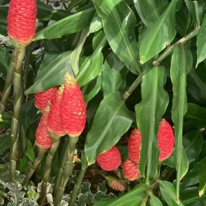 Hawaiian Awapuhi Shampoo Ginger Rhizomes - 6 Tubers - Pinecone Ginger for Hair Care - Image 7