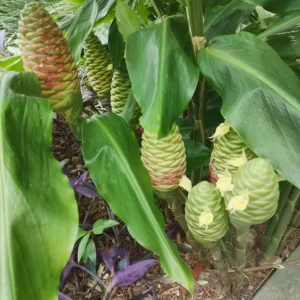 Hawaiian Awapuhi Shampoo Ginger Rhizomes - 6 Tubers - Pinecone Ginger for Hair Care - Image 8