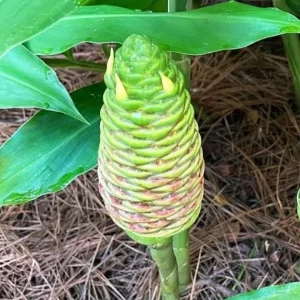 Hawaiian Awapuhi Shampoo Ginger Rhizomes - 6 Tubers - Pinecone Ginger for Hair Care - Image 9