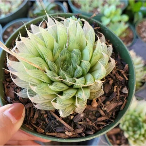Haworthia Cymbiformis 'Cathedral Window' Succulent Live Plant – 2 Inch Pot – Easy Care Indoor/Outdoor - Image 2