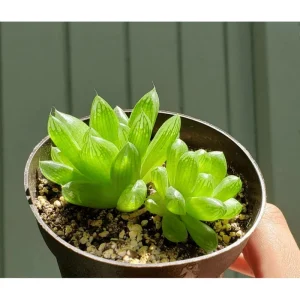 Haworthia Cymbiformis 'Cathedral Window' Succulent Live Plant – 2 Inch Pot – Easy Care Indoor/Outdoor - Image 3