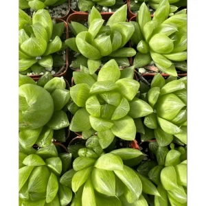 Haworthia Cymbiformis 'Cathedral Window' Succulent Live Plant – 2 Inch Pot – Easy Care Indoor/Outdoor - Image 4