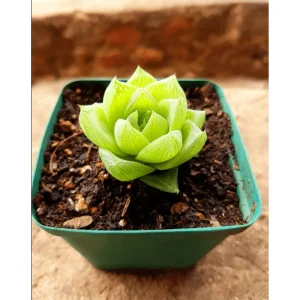 Haworthia Cymbiformis 'Cathedral Window' Succulent Live Plant – 2 Inch Pot – Easy Care Indoor/Outdoor - Image 5