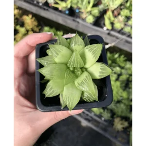 Haworthia Cymbiformis 'Cathedral Window' Succulent Live Plant – 2 Inch Pot – Easy Care Indoor/Outdoor - Image 6