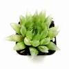 Haworthia Cymbiformis 'Cathedral Window' Succulent Live Plant – 2 Inch Pot – Easy Care Indoor/Outdoor - Image 1